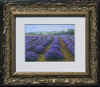 bass c lavender fields forever.jpg (68110 bytes)