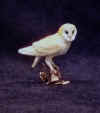 eaton barn owl 2.jpg (270089 bytes)