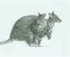 dyas wallabies.jpg (58402 bytes)