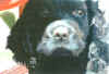 dyas who was that masked pup.jpg (189462 bytes)