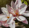 linda magnolias.jpg (498026 bytes)