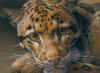 rossin leopard to gaze at.jpg (726252 bytes)